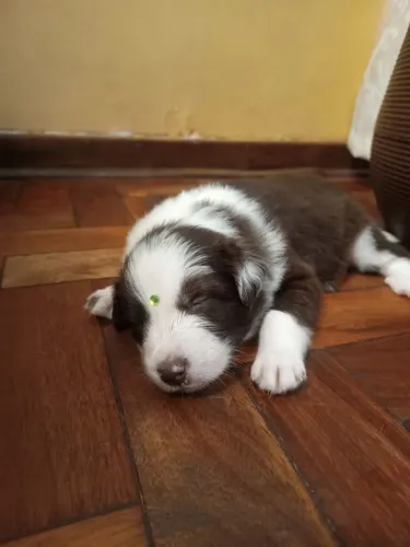 Filhote Border Collie, Seu novo cãopanheiro está esperando para mudar sua vida!