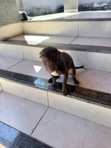 Doação de cachorro porte pequeno