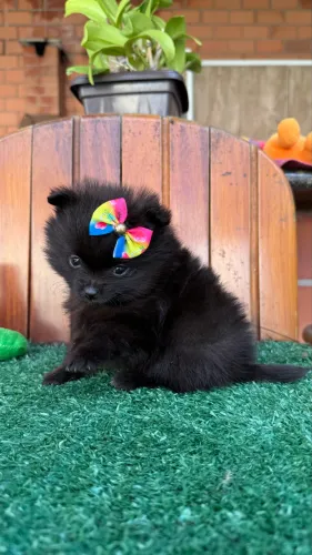 Spitz fêmea anão 