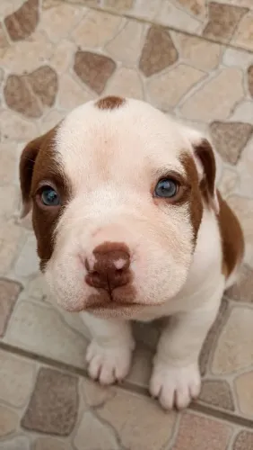PROMOÇÃO - Filhote MACHO e OLHOS AZUIS de American Bully 