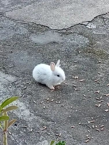 Coelhinhos filhotes