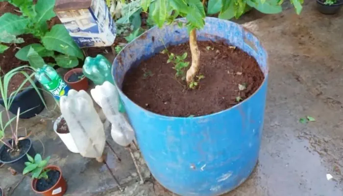 Bombona para Vaso