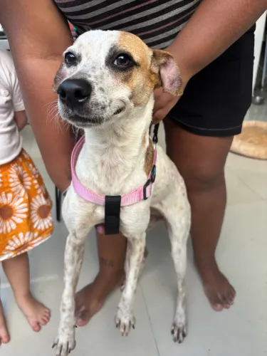 Cadelinha Dócil para doação