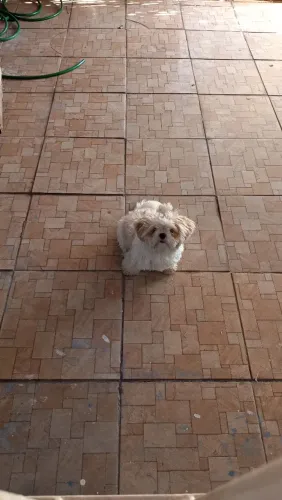 Minha cachorrinha tá cio procuro um macho para cruzar