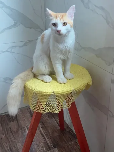 GATO CASTRADO PARA ADOÇÃO