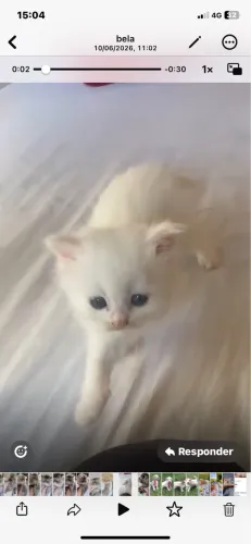 Angora Turco