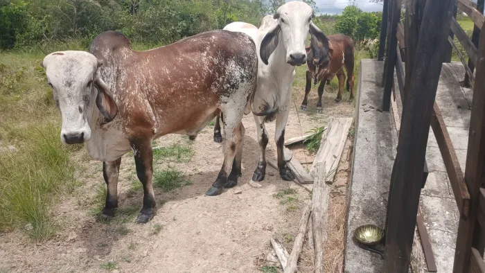 Vende-se garrote gir leiteiro e garrote nelore pintado ambos puro sem documento