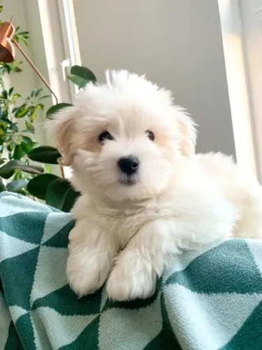 Coton De Tulear