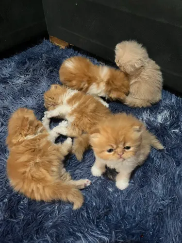 Filhotes persa show extremados 