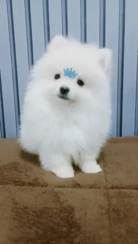 Perfeita fêmea de lulú da pomerania branca ursinho raridade de encontrar!