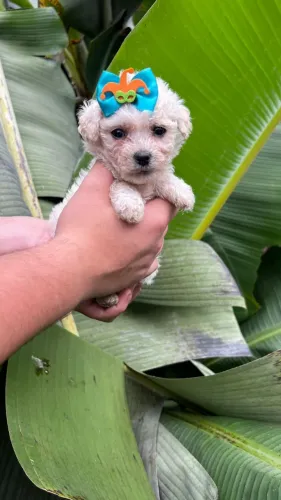Poodle pequeno no tamanho, gigante no amor