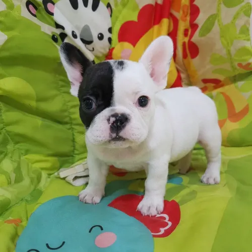 Buldogue Francês Macho