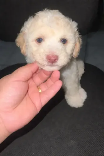 Filhotes de Poodle - Uma Companhia Cheia de Amor para Sua Família