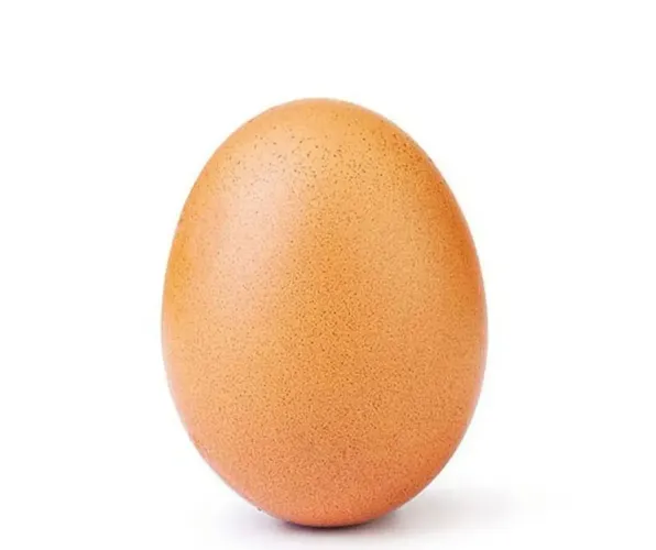 Ovo fértil de galinha sedosa