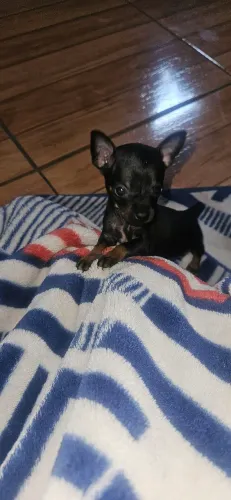 Pinscher fêmea 00