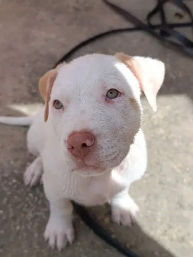 Vendo pit monster x brazillian bull