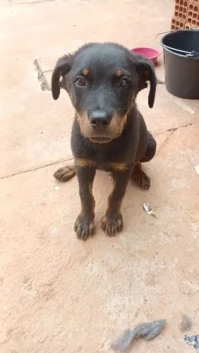Vendo rottweiler MACHO 