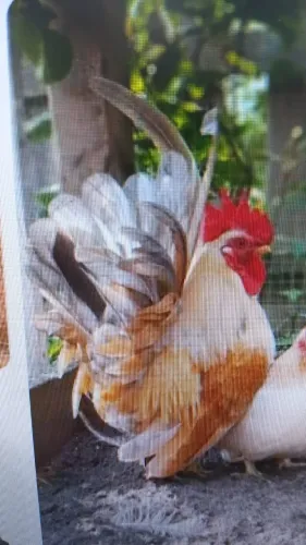 Galinha Casal Nagazaki