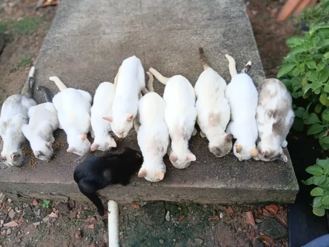 Doações de gatos