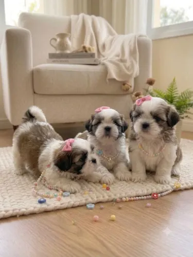 3 lindas filhotes de shih tzu fêmeas mini 