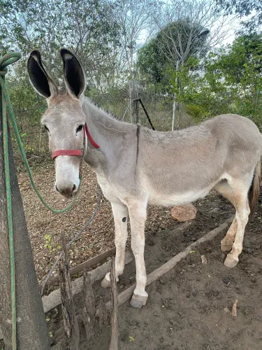 Jega pega pura