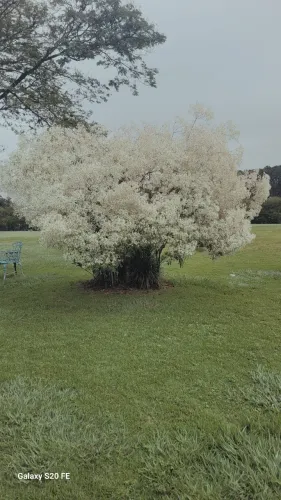 Limpeza de terrenos lotes chácaras empresas etc,roço rastelo pode árvores planto grama etc