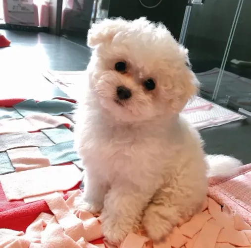 Seu companheiro ideal é um poodle