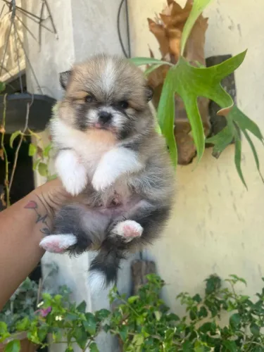 Lulu da pomerania 