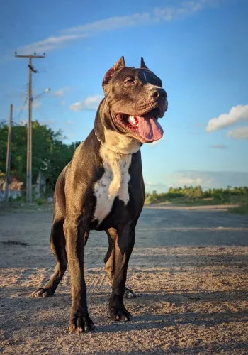 Pit bull