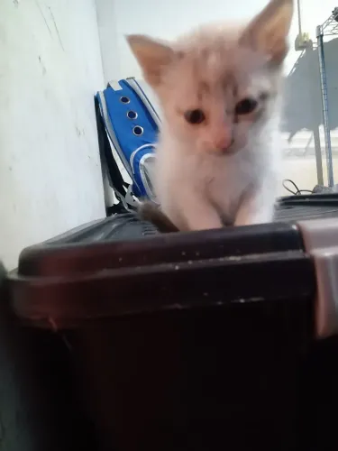 Esmeralda Neyde para adoção responsàvel