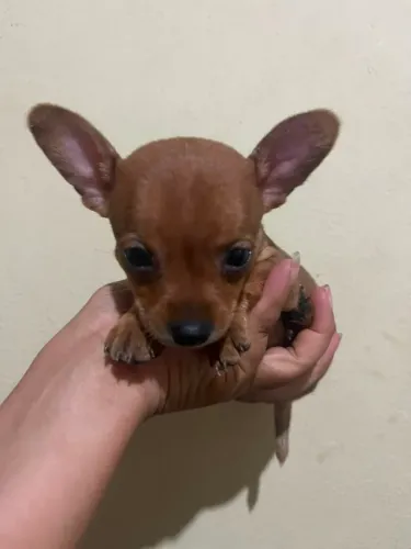 Pinscher micro fêmea pai zero mãe n1
