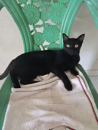 Doação Gata