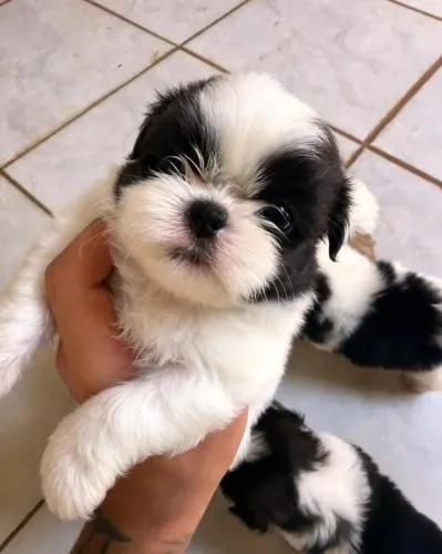Vendo 2 filhotes de Shih tzu