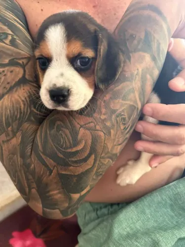 Cachorro beagles 