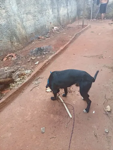 Cachorro adoção