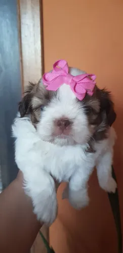 Animais de estimacao