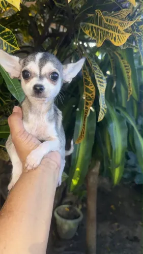Chihuahua Mini - Um Amor em Tamanho Pequeno