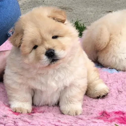 Filhotes De Chow Chow - Companhia Que Faz Bem Ao Coração 