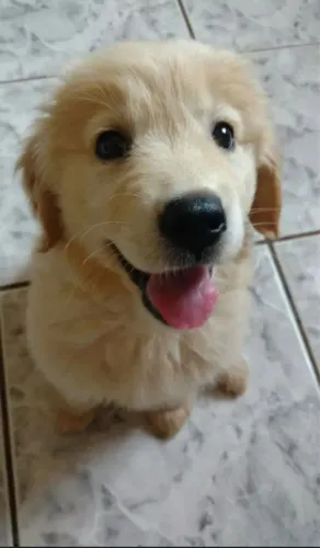 Doação de filhote de golden