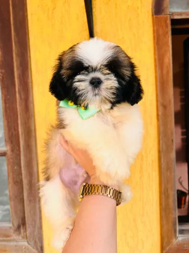 Shihtzu Caramelo e branco pedigree opcional machos