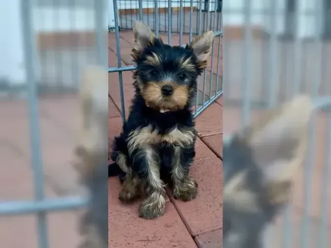Cachorro filhote Yorkshire/York saudáveis e super carinhosos