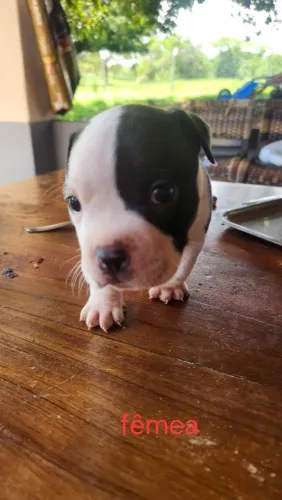 Vendo lindo filhotes de American Bully Pocket