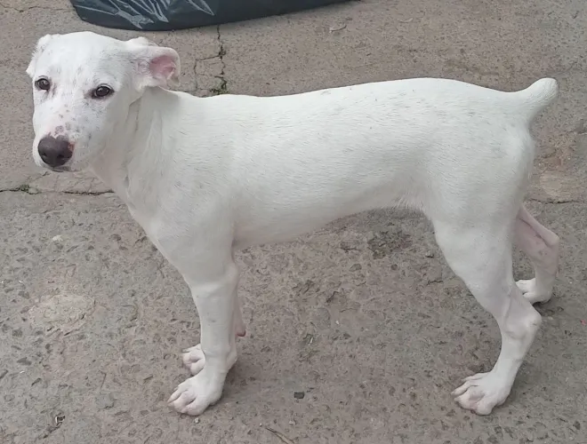 Doa-se Cachorra filhote 8 mese - Americana-SP s