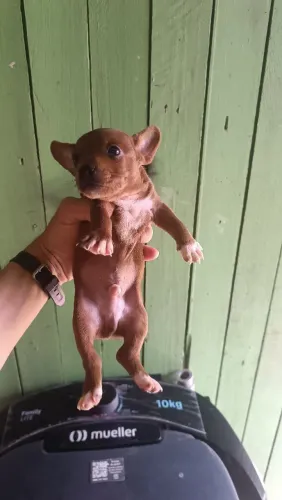 filhote de pinscher 