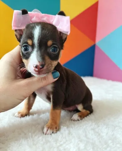 Pinscher encanto sem igual