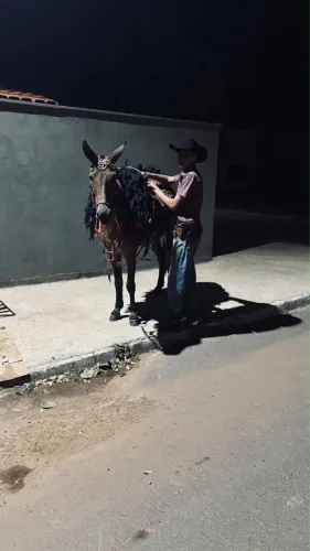 Animals