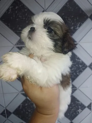 Vendas