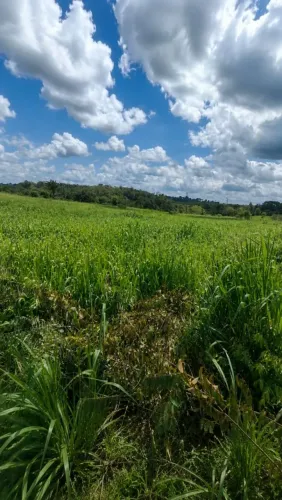 Fazendo Tailândia
