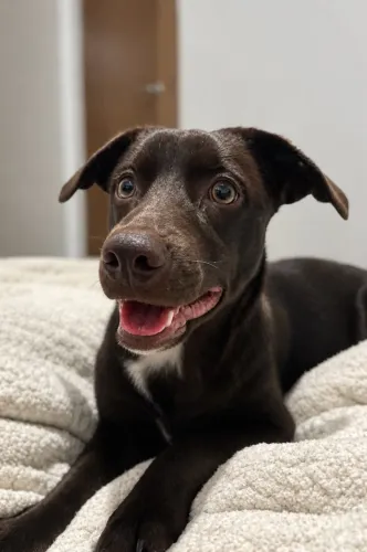 Doação de cachorro