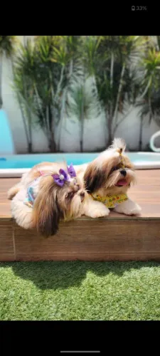 Casal Shih tzu 